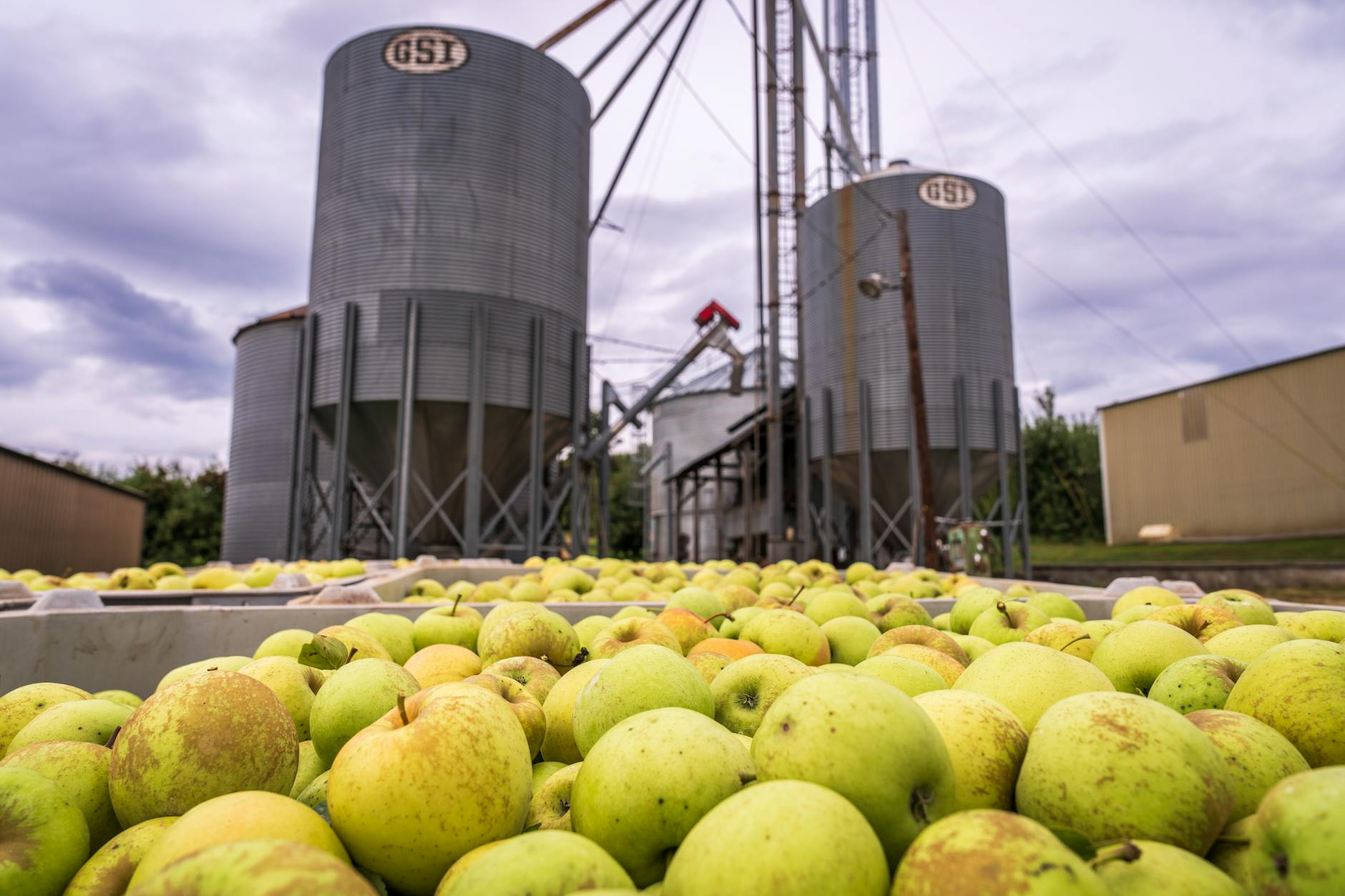 Aktualne ceny jabłek przemysłowych w Polsce – analiza, trendy i porównania 2024